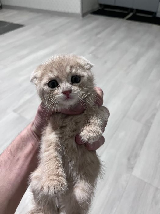 Шотландский Кошка Продается