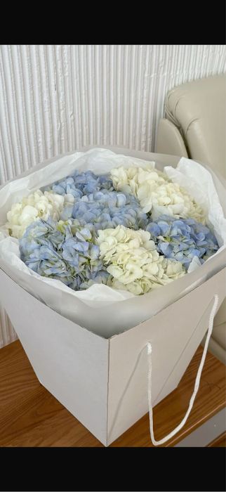 Гортензия свежая