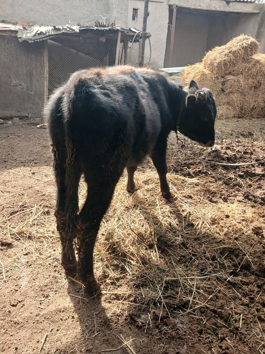 Букача сотилади 10 ойлик соглом