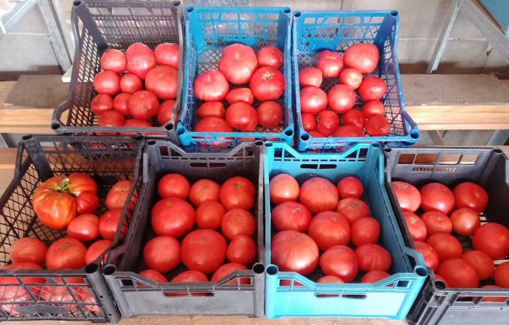 Продавам селски розови домати краставици пресни зеленчуци - София , с. Бусманци - само на място !