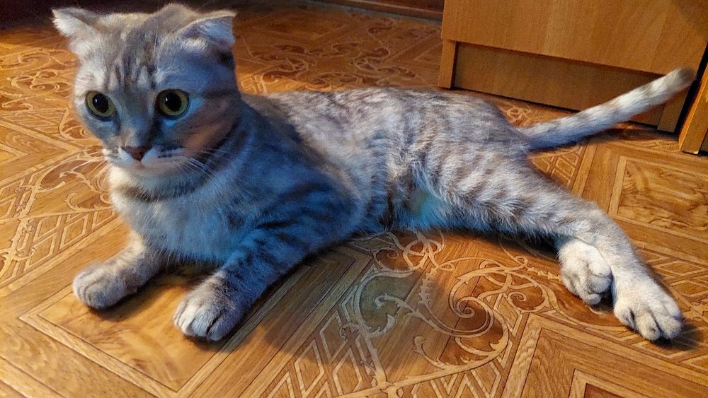 Отдам молодую кошечку