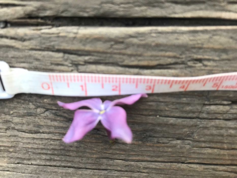 продам саженцы сирени