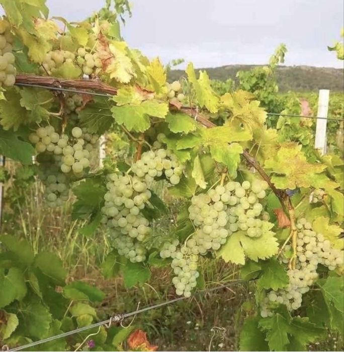 Struguri de vin