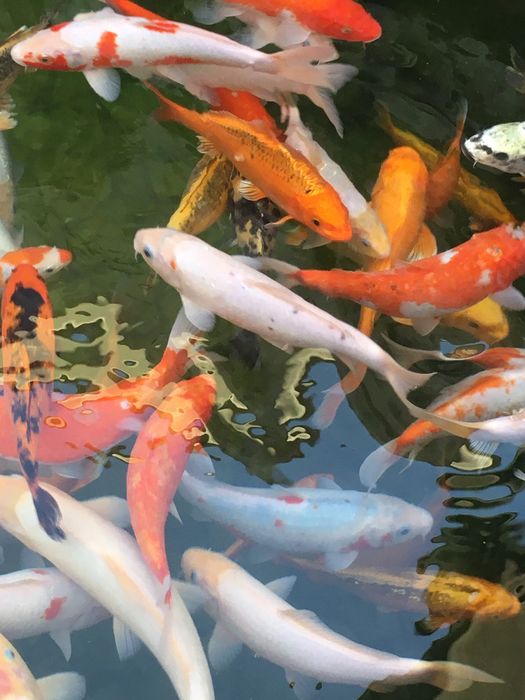 Арзон нардан коя балик,лари сотилади оптом