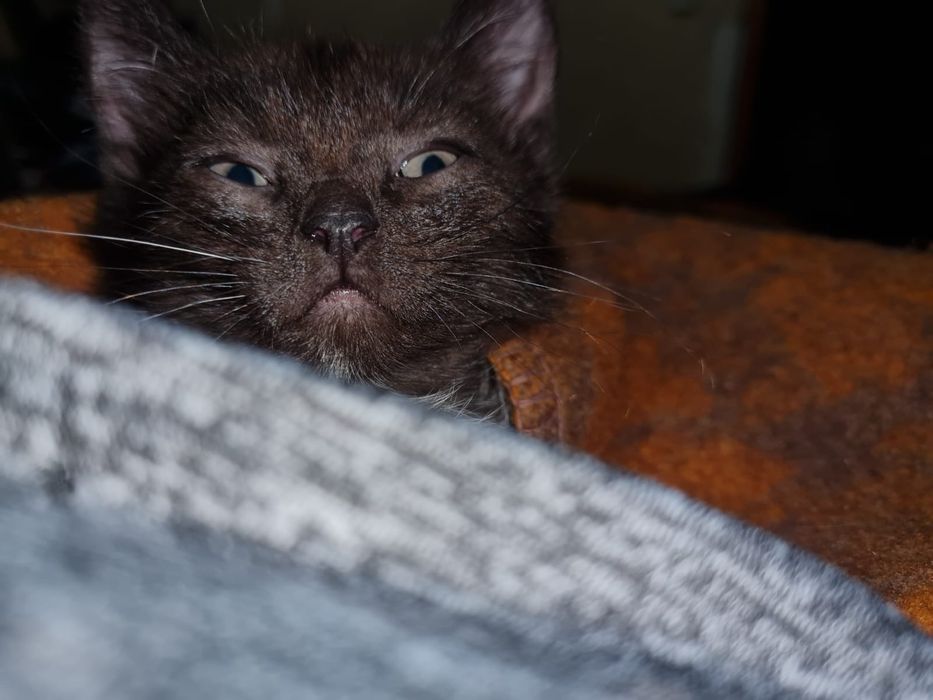 Отдам котят , разного возраста.