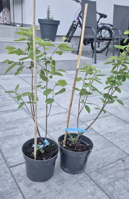 Amelanchier lamarckii Afin canadian