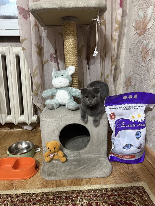 Шотландская вислоухие кошка