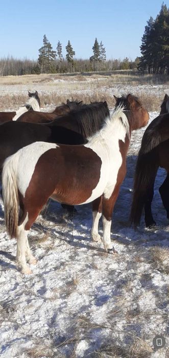 Продам лошадей тайчиков