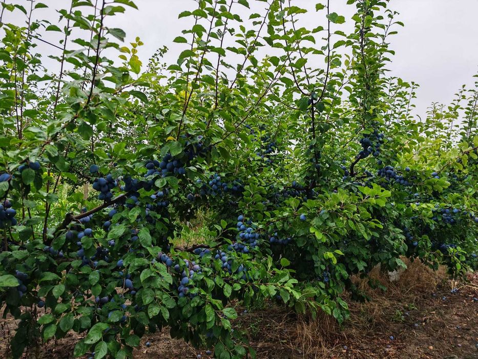 Prune de Vânzare