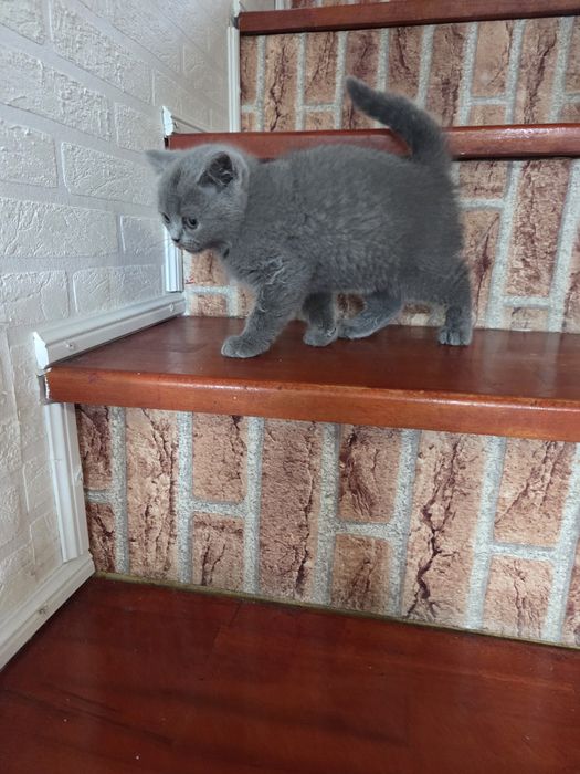 British blue baiat