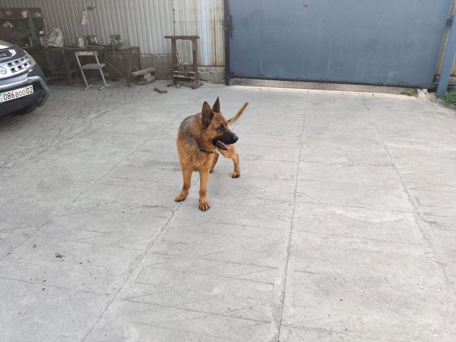 Немецкая овчарка