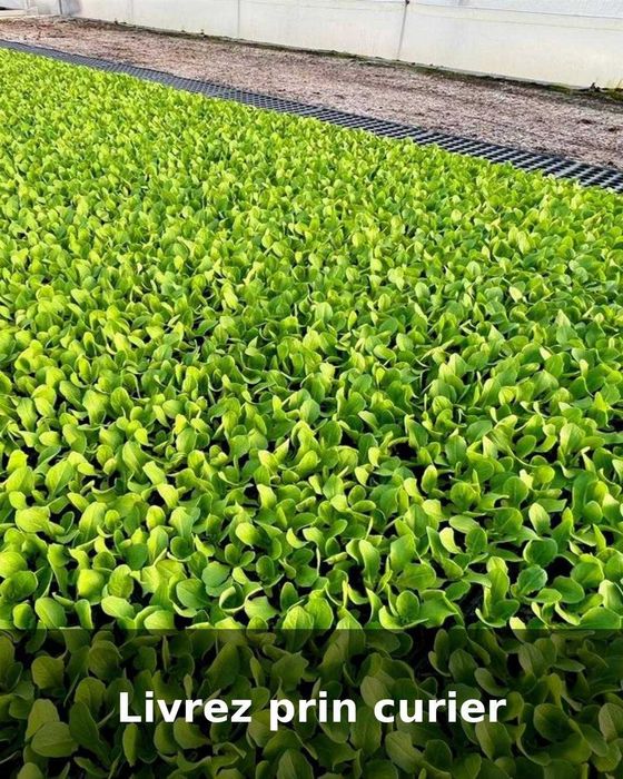 Răsad salată verde/creață verde/creață roșie - livrare prin curier