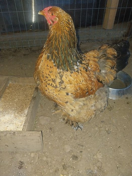 2 cocosi si 4 gaini brahma portelan...locatia Pitesti...