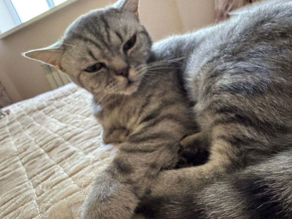 Отдам в добрые руки