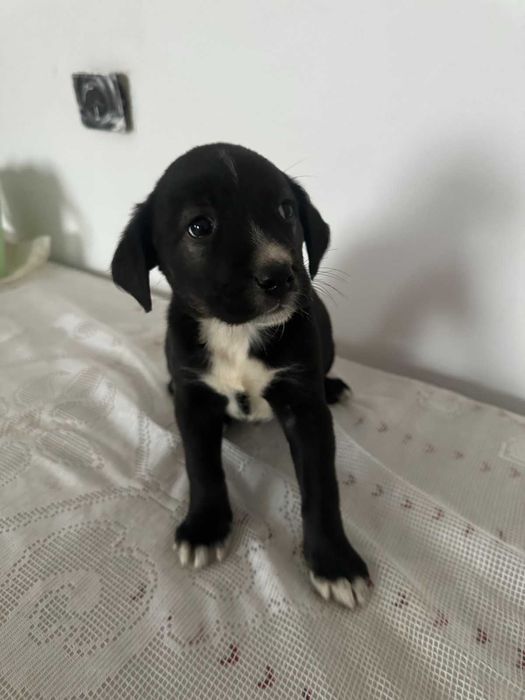 малки, сладки спенидори