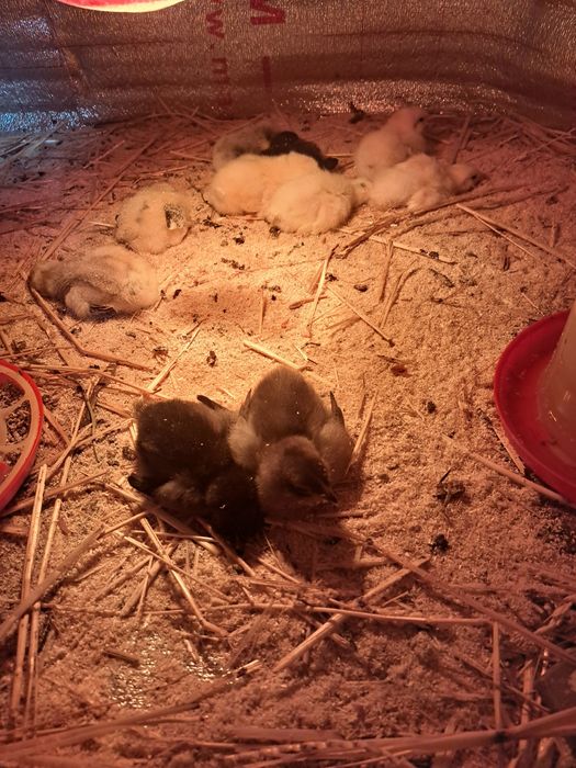 Продам цыплят 11 штук