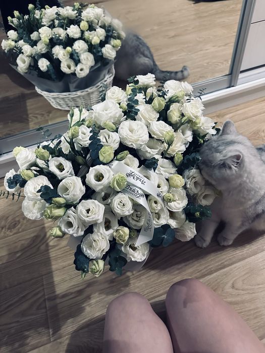 Кошка серебристая шиншилла