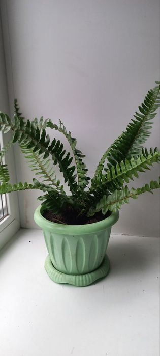 Папоротник нефролепсис