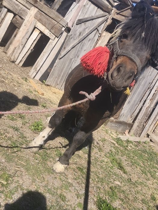 Vând o pereche de ponei cu sau fără căruță