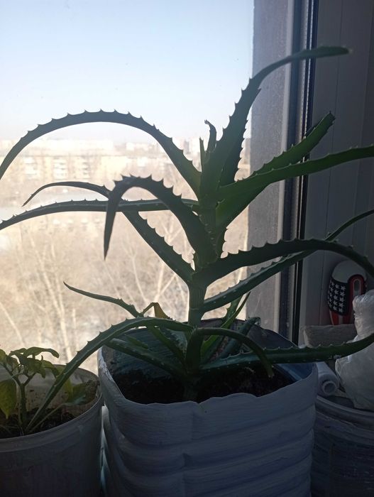 Алоэ лечебный продам