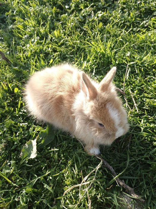 Iepurași cap de leu