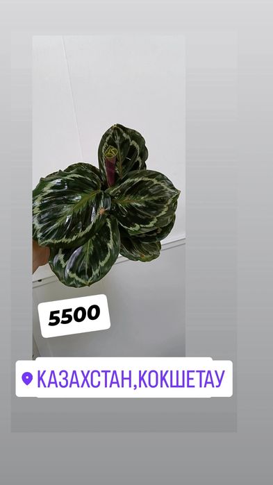 Калатея Медальон:5500 тенге