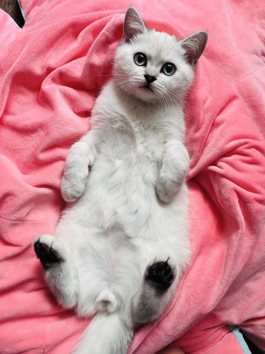 Шотландско таби момченца