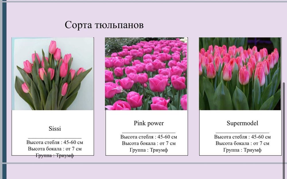 Тюльпаны оптом по низким ценам