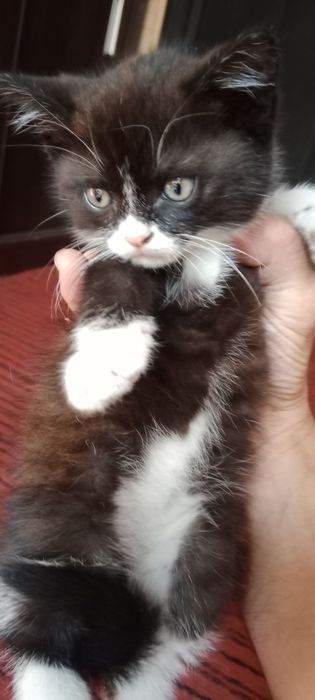 Котёнок мальчик от крысоловки
