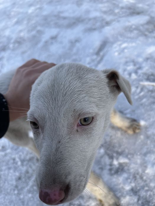 Отдам щенка в добрые руки