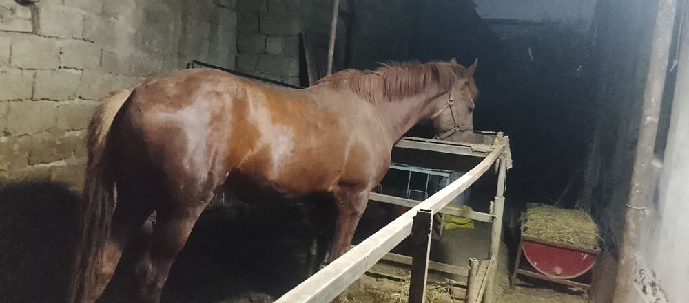 Той сотилади айгир