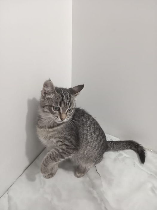 Отдам котёнка в добрые руки