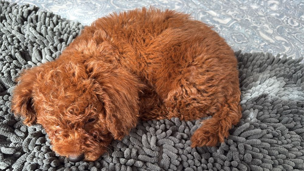 Poodle mini, pudel min, caniche mini red