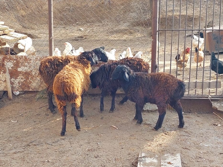 Еркек и ургашы токтылар сатылады