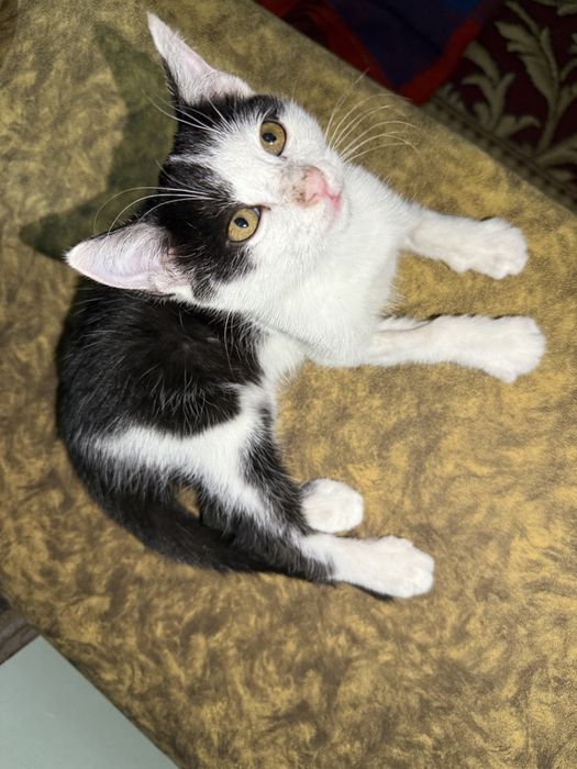 Котенок, мальчик отдам даром