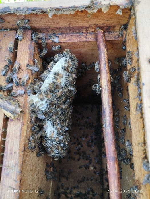 Асалари оилалари