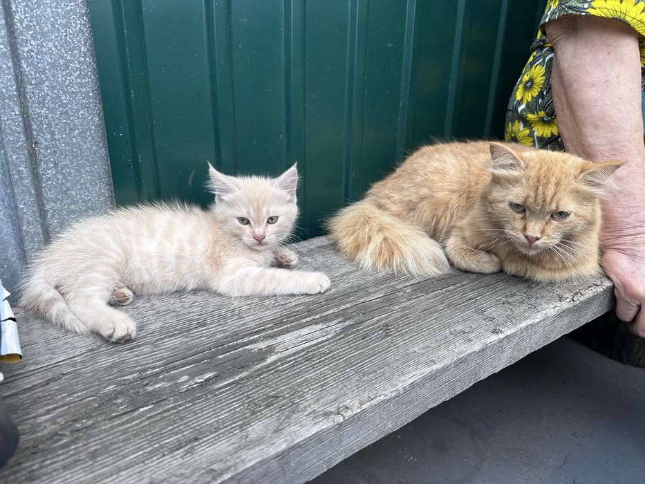 Отдам котёнка. Мальчик