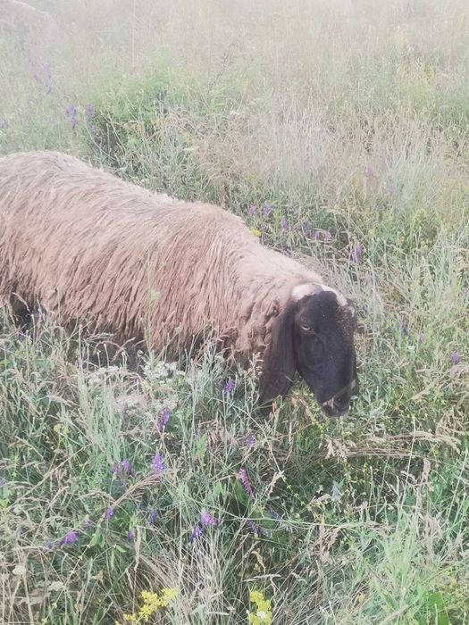 Vând berbecuti metisi de bergamasca cu