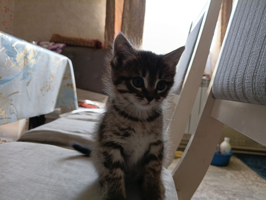 Отдам даром котят