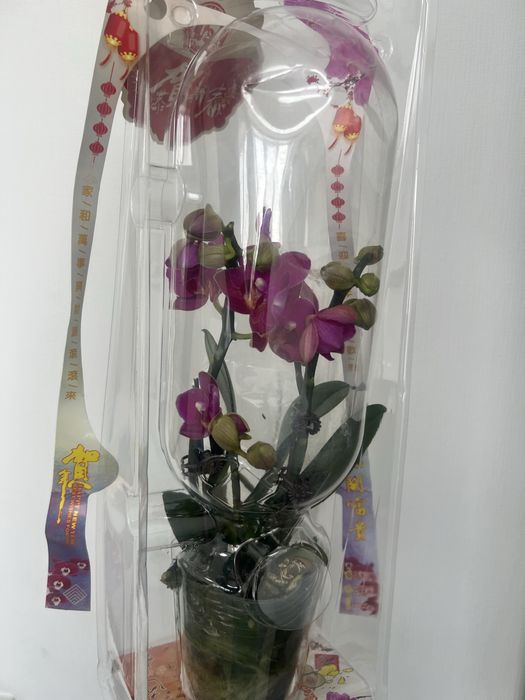 Орхидеи в продаже