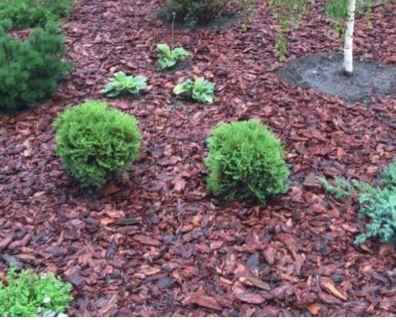 Мульча. Кора  сосны.