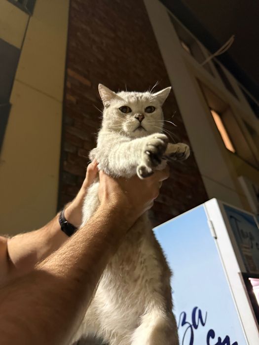 Отдам кота в хорошие руки