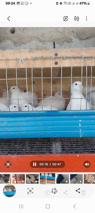 Инкубационный яйца