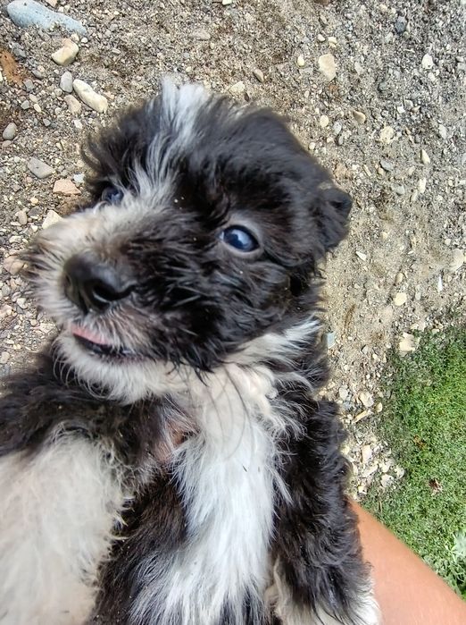 Donez cățelusi spre adopție