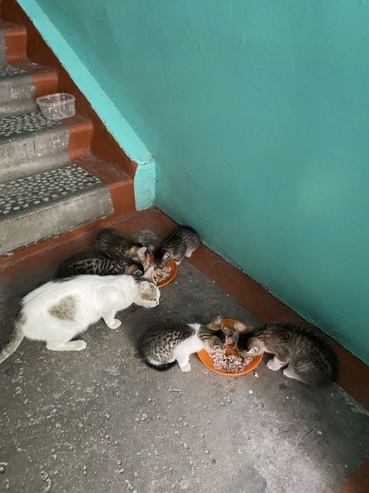 Отдам котят в добрые руки!