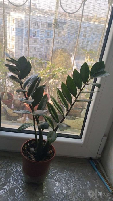 Замиакулькасы зелёные и черные