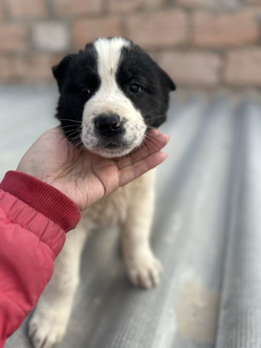 Добрые руки щенков