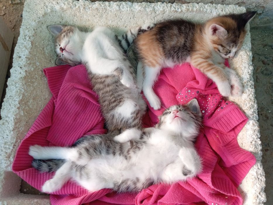 Домашние животные котята