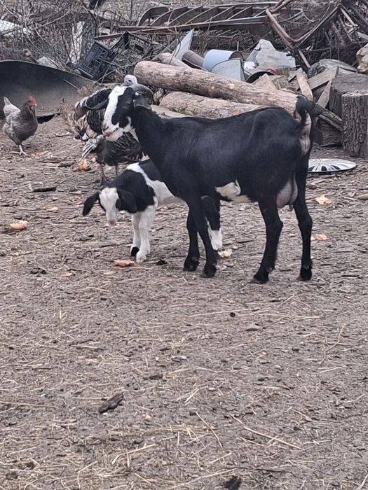 Vand capra cu tapisor