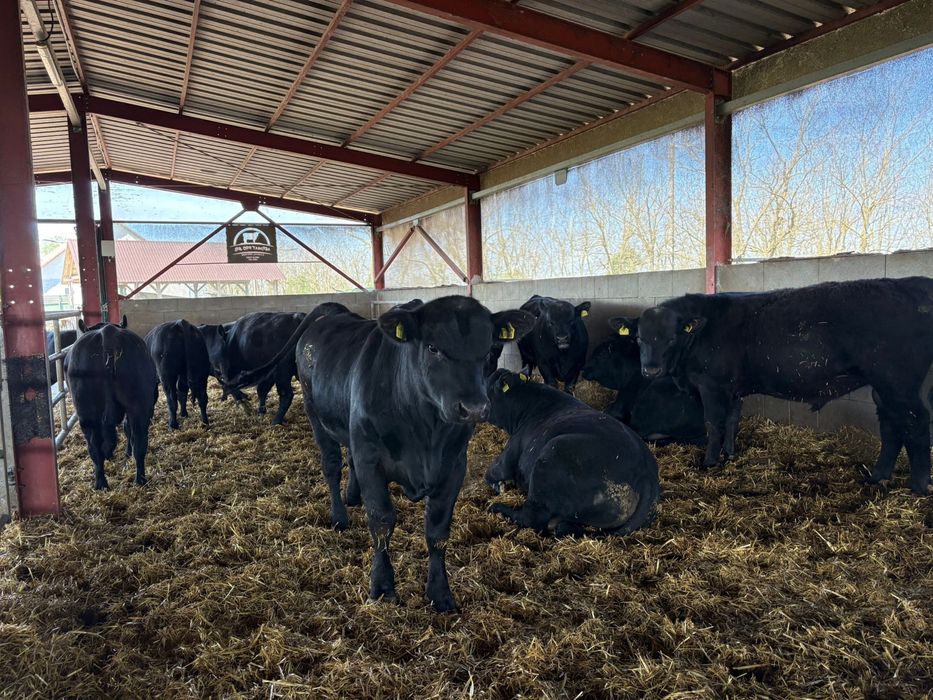 Tauri Aberdeen Angus